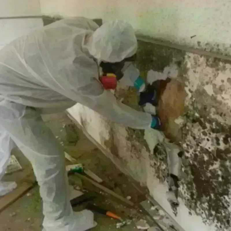 Mold Remediation and Removal in Beeville, TX